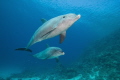   Pair dolphins swim close. Magic close  